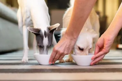 Hands lowering food bowls for two dogs to eat during a pet sit