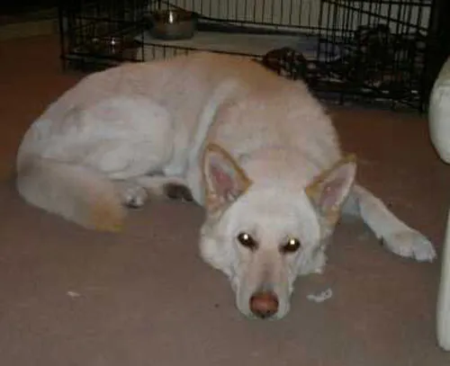 Handsome white German Shepherd Blue in foster care