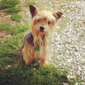 Handsome Yorkie