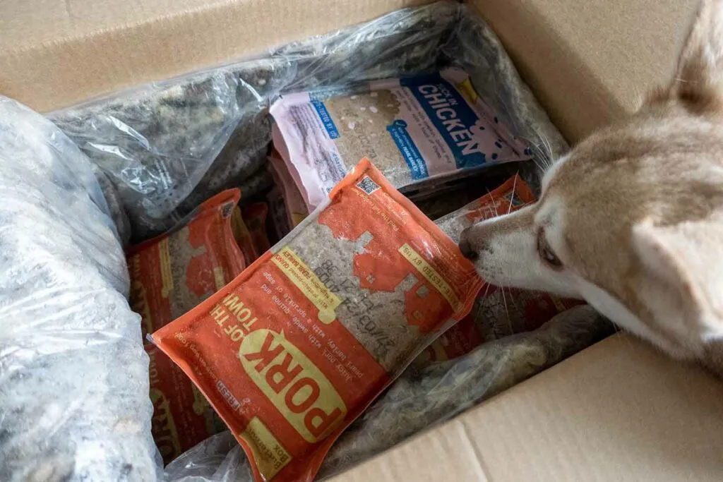 Happy Alaskan Klee Kai, Copper, with his Butternut Box dog food meals