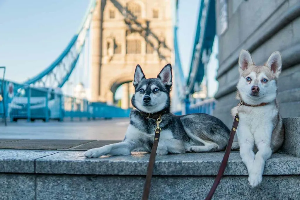 Happy Alaskan Klee Kai dogs relaxing after play, a testament to effective enrichment toys purchased from UK online retailers.