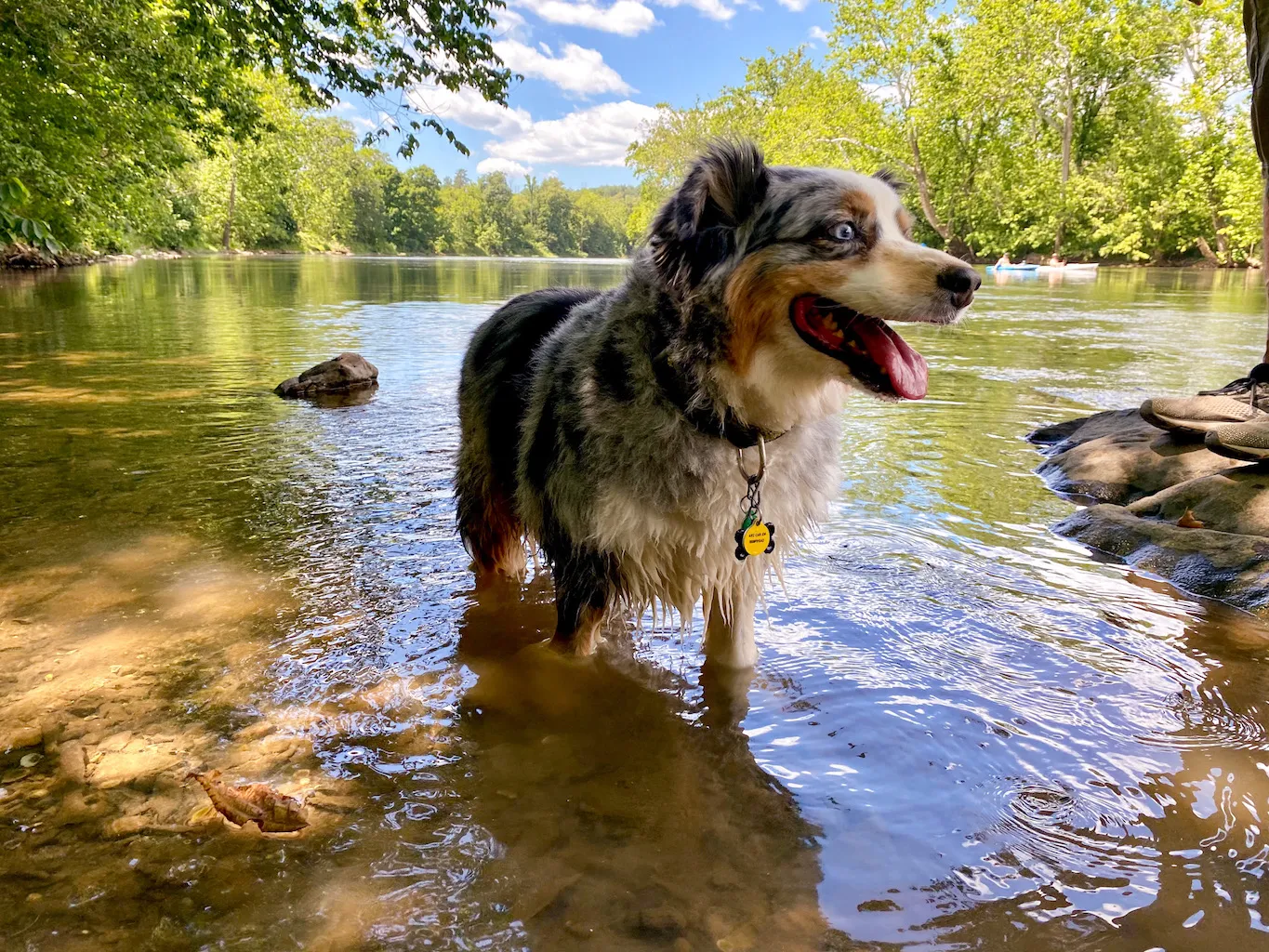 Happy Australian Shepherd dog, Laynie, sitting outdoors