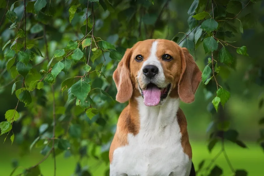 Happy Beagle puppy, a breed often predisposed to idiopathic epilepsy, enjoying playtime.