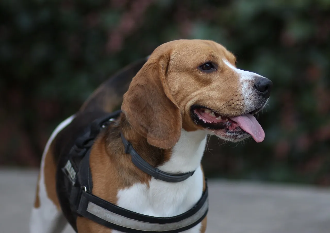 Happy Beagle with a healthy body condition, representing the ideal outcome of a successful weight loss and management plan.