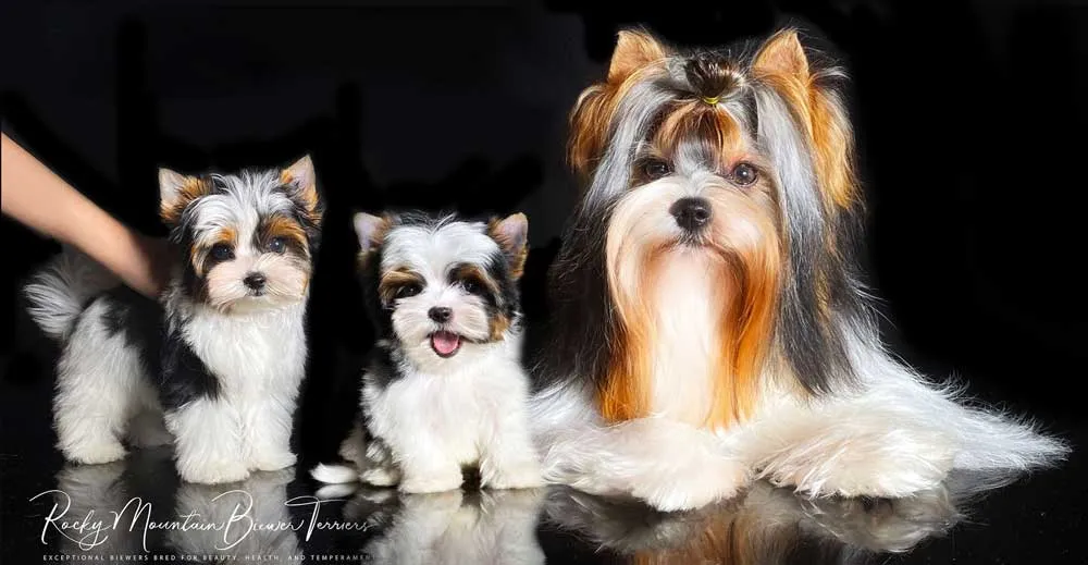 Happy Biewer Terrier puppy looking for a loving family