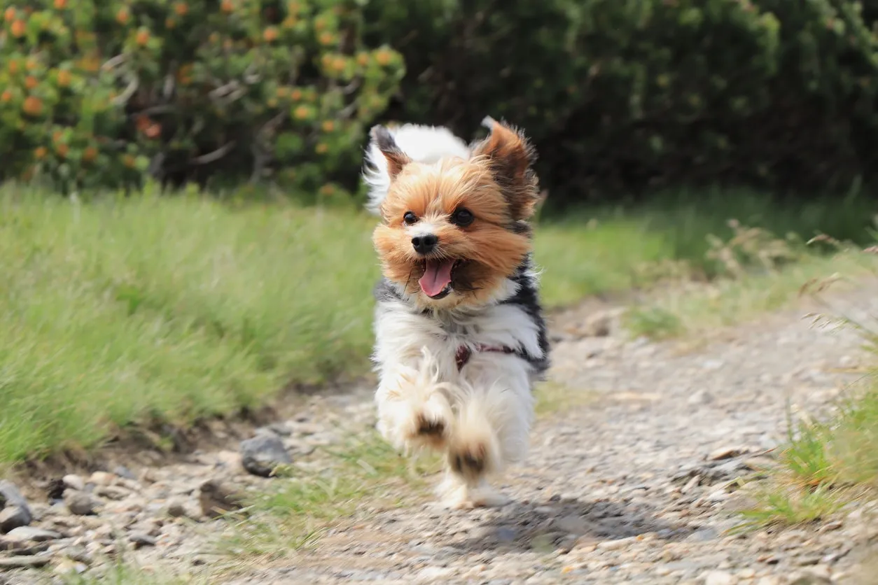 Happy Biewer Terrier with tri-color coat running joyfully on a path