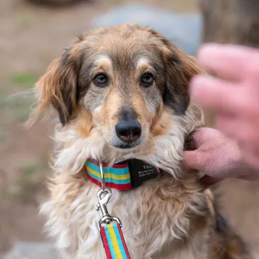 Happy cattle dog mix wearing a comfortable green striped collar and matching leash, showcasing a complete green dog walking set.