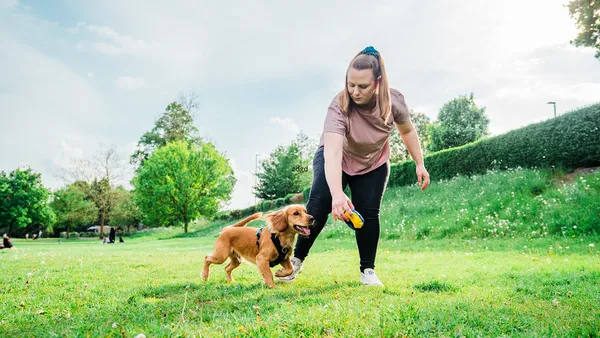 Happy Cocker Spaniel puppy playing with a variety of interactive toys in a UK home setting