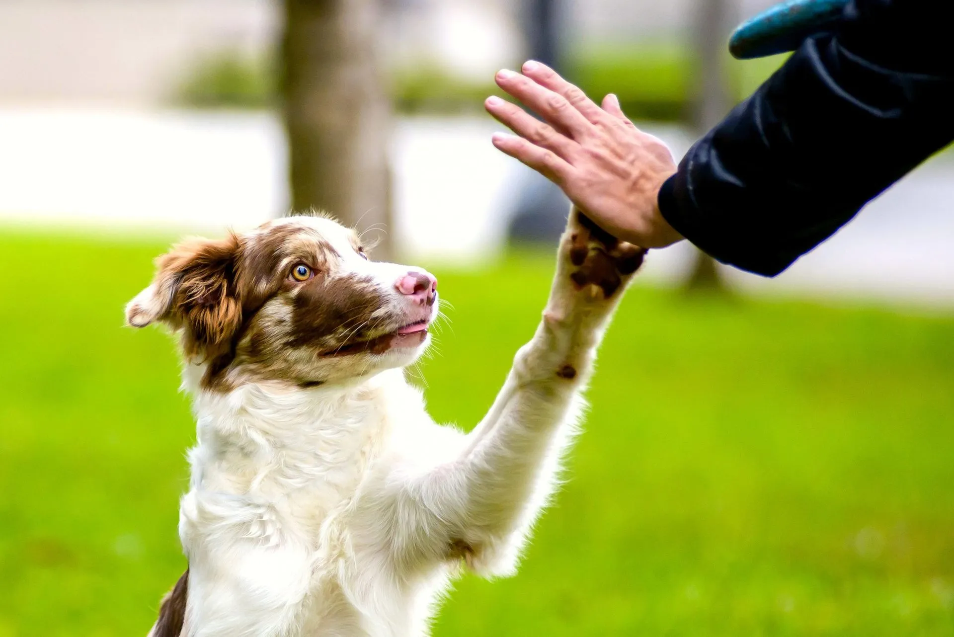Happy dog and owner enjoying playtime after successful training