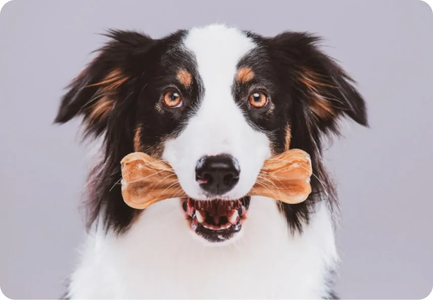 Happy dog chewing on a dental treat designed for oral hygiene and reducing bad breath