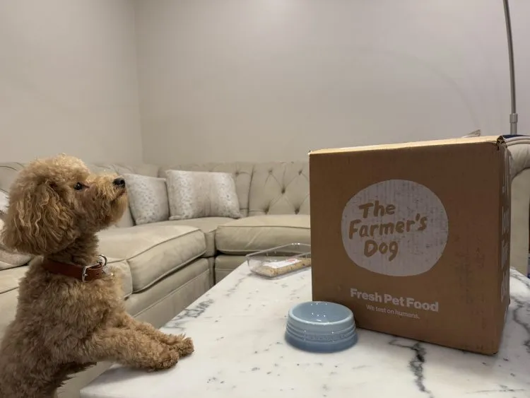 Happy dog enjoying a bowl of The Farmer's Dog fresh food