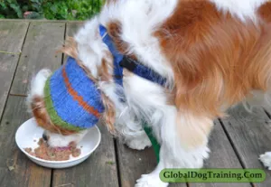 Happy dog enjoying a meal of tailored custom pet food