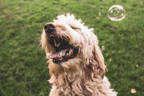 Happy dog enjoying bubbles outdoors in the grass, significantly happier after effective anti-itch medication