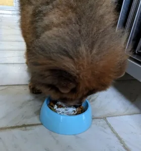 Happy dog enjoying delicious homemade meal