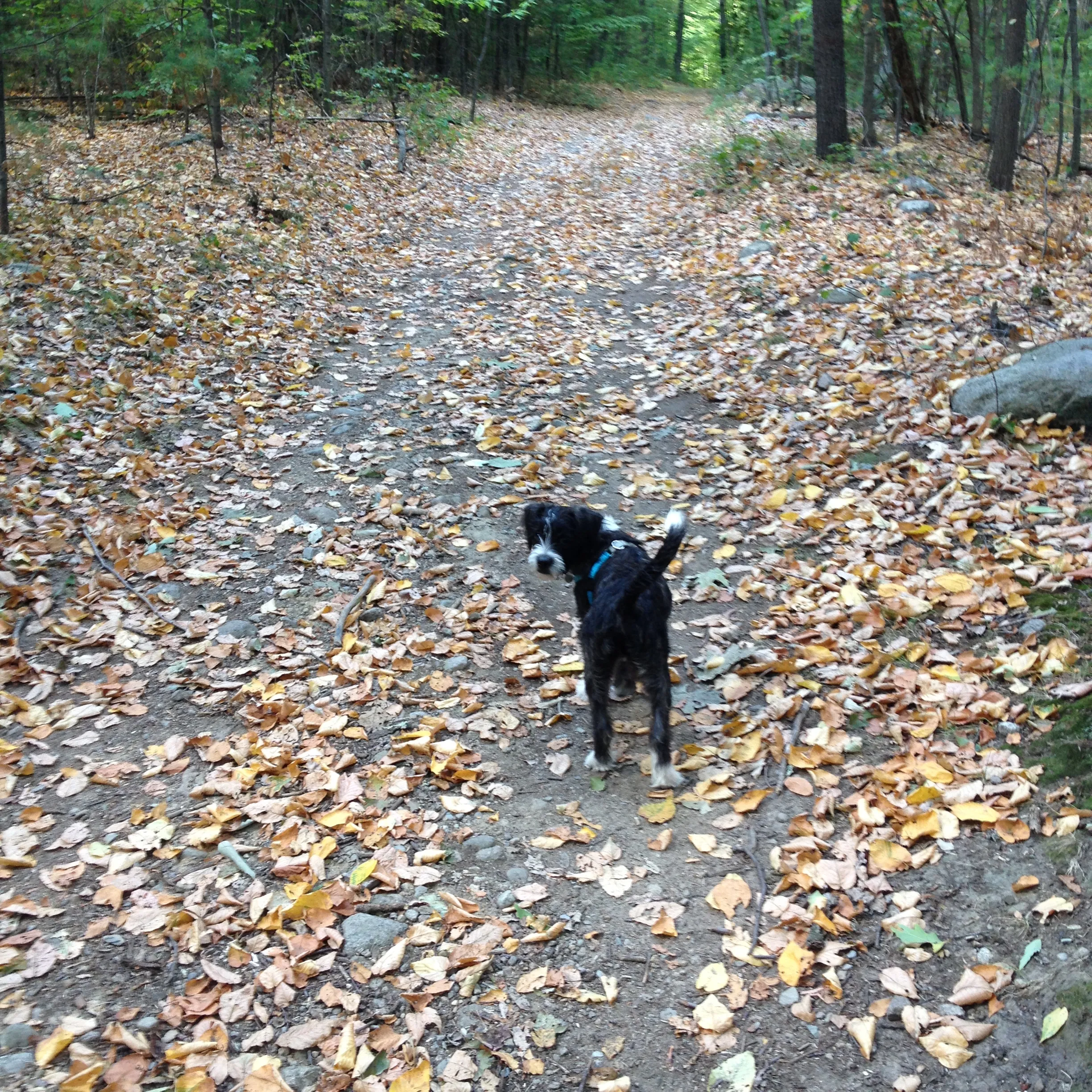 Happy dog exploring a shaded trail during a professional dog hike, highlighting the mental and physical benefits