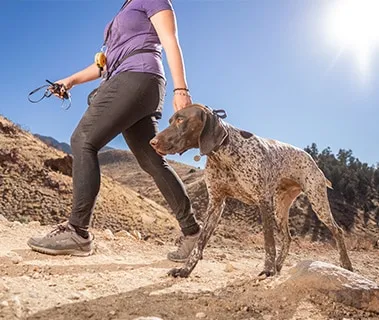 Happy dog hiking with owner to release energy and prevent digging