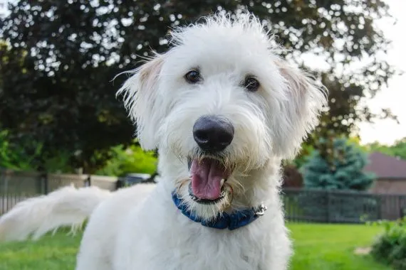 Happy dog looking at the camera in a backyard, learning how to stop barking outside