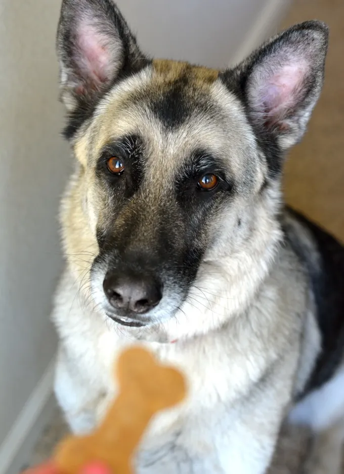 Happy dog looking eagerly at a plate of freshly baked homemade peanut butter dog treats