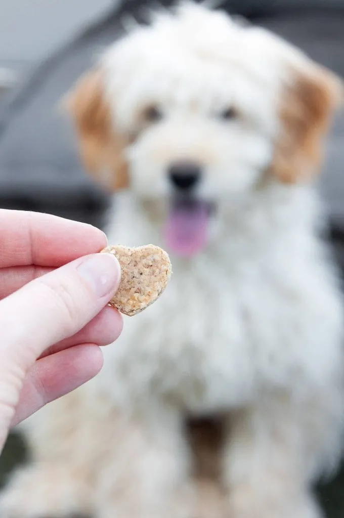Happy dog Miso with homemade peanut butter oatmeal treats