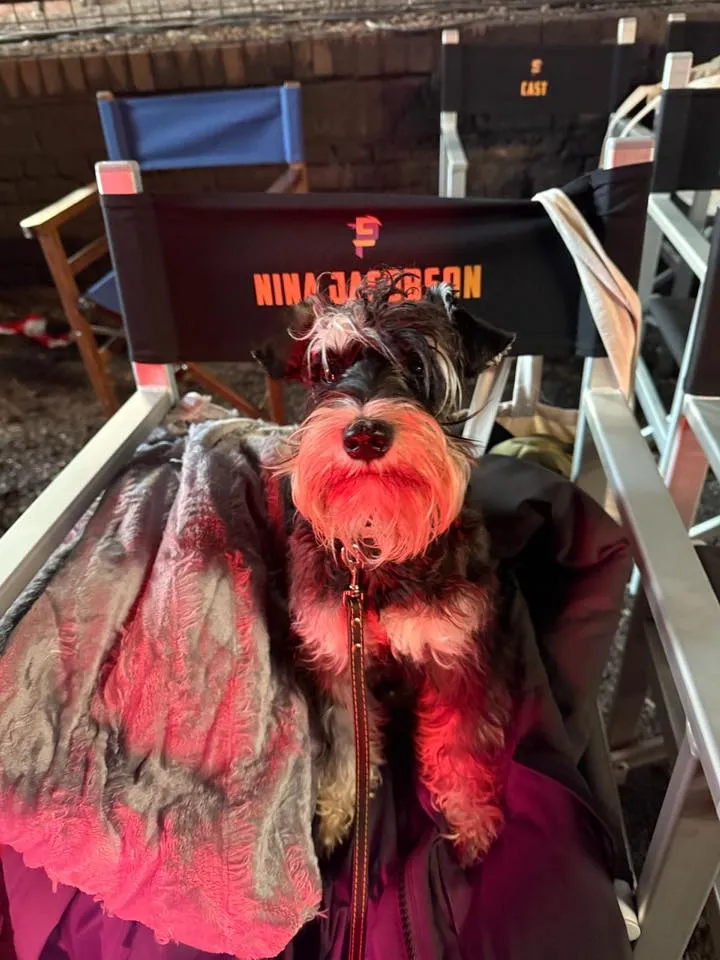 Happy dog standing in a field