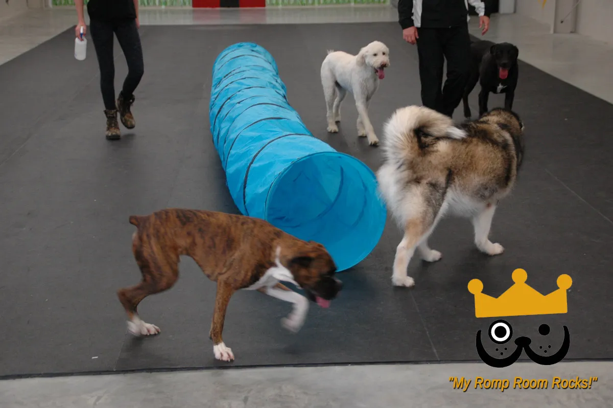 Happy dogs of various breeds enjoying their time at Beverly's Pet Resort's indoor daycare