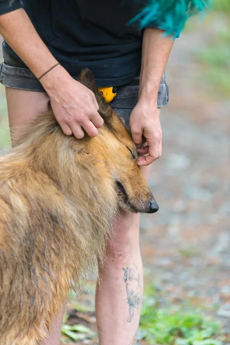 Happy dogs on an off-leash adventure, supervised by a professional dog walker
