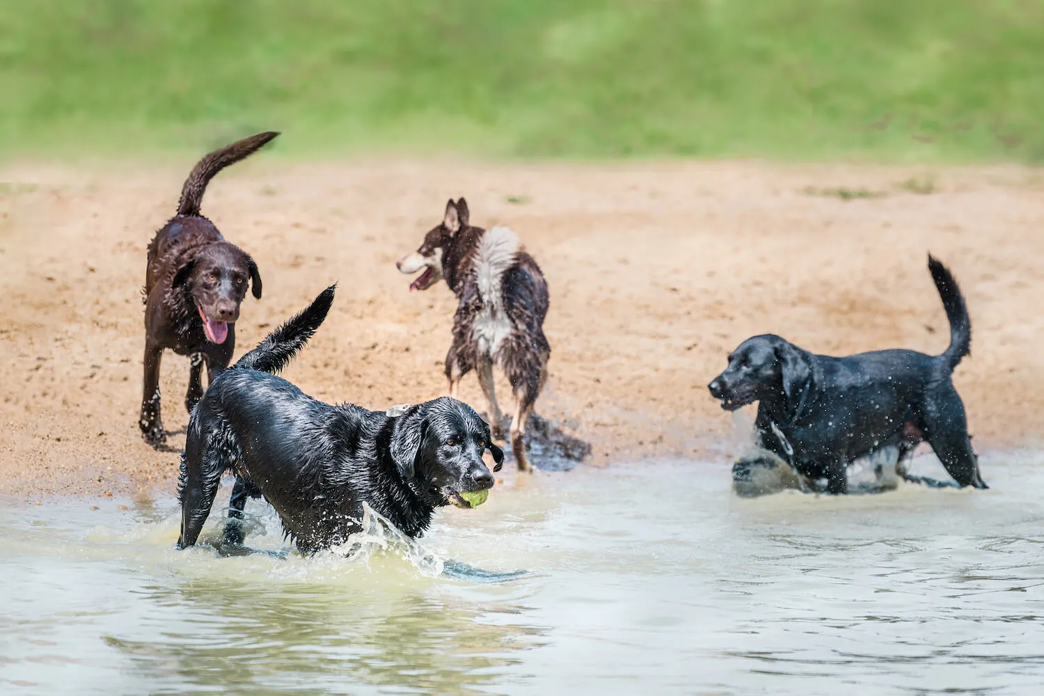 Happy dogs playing fetch and swimming during their stay at The Ranch luxury pet boarding