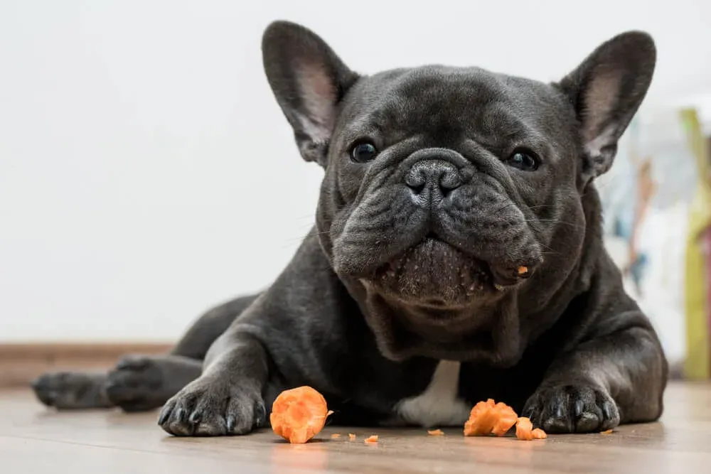 Happy French Bulldog enjoying a healthy carrot snack, illustrating safe vegetables for dogs