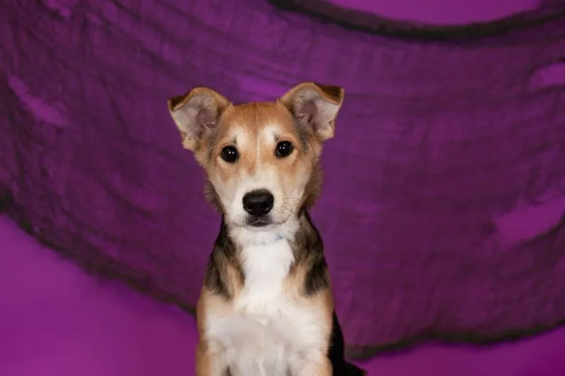 Happy German Shepherd mix puppy playing outdoors