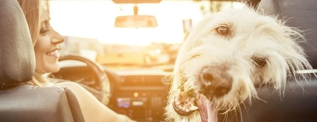 Happy golden retriever dog comfortably seated on a protective Mercedes-Benz dog seat cover during a car journey with its owner.