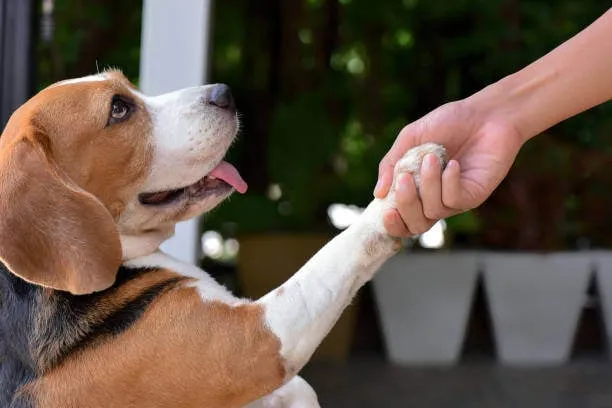 Happy Golden Retriever shaking paws with a person, demonstrating a cute dog trick.