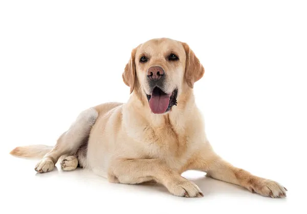 Happy Labrador Retriever with a ball, known as a great family dog breed for Indian homes