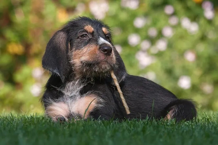 Happy Otterhound puppy chewing a natural treat on green grass.