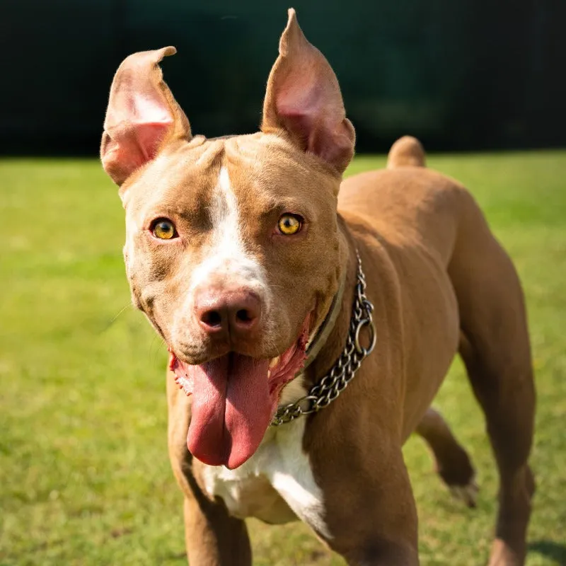 Happy Pit Bull puppy chewing on a durable bone-shaped toy