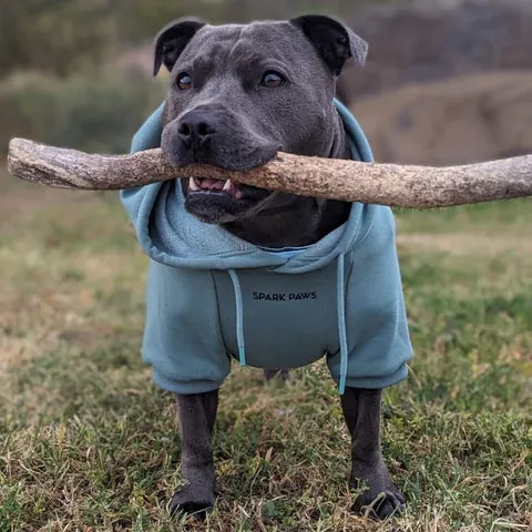 Happy Pitbull puppy chewing on a sturdy stick, demonstrating natural chewing instinct and need for durable toys