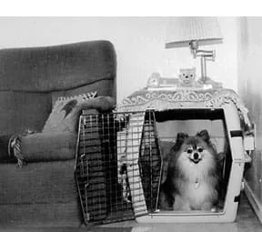 Happy puppy resting comfortably inside a wire dog crate, illustrating effective crate training for easy puppy raising.