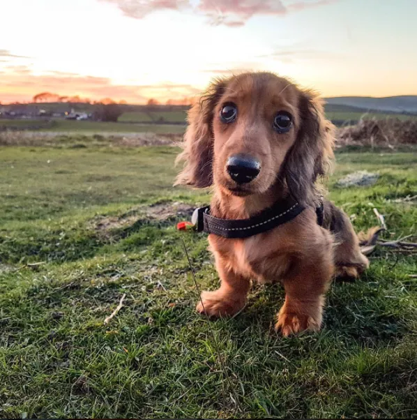 Happy sausage dog puppy wearing a harness ready for an outdoor adventure