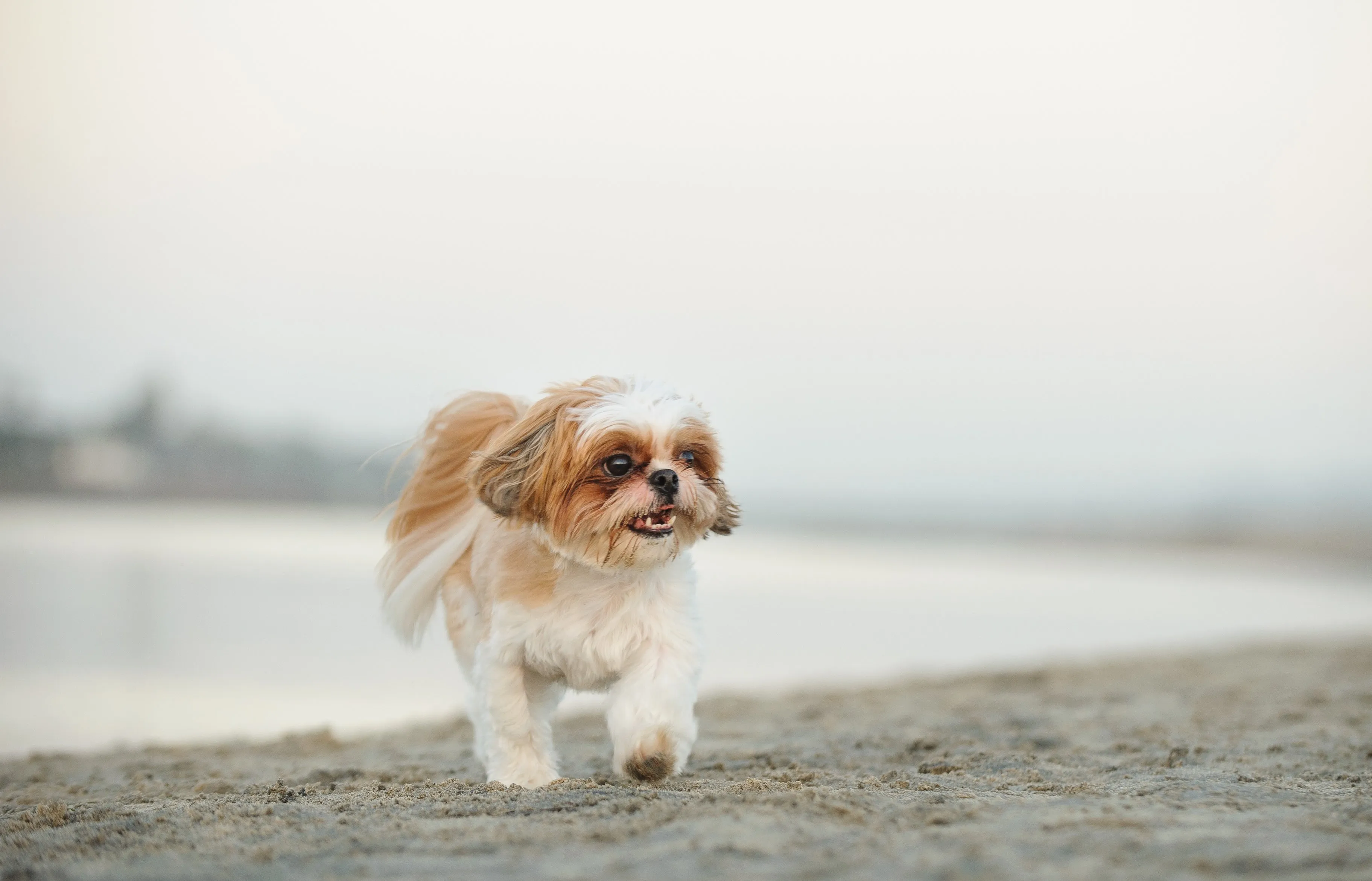 Happy Shih Tzu running on a sandy beach, enjoying exercise