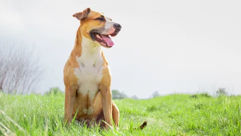 Happy white and tan dog smiling in a field, symbolizing optimal health and successful weight gain