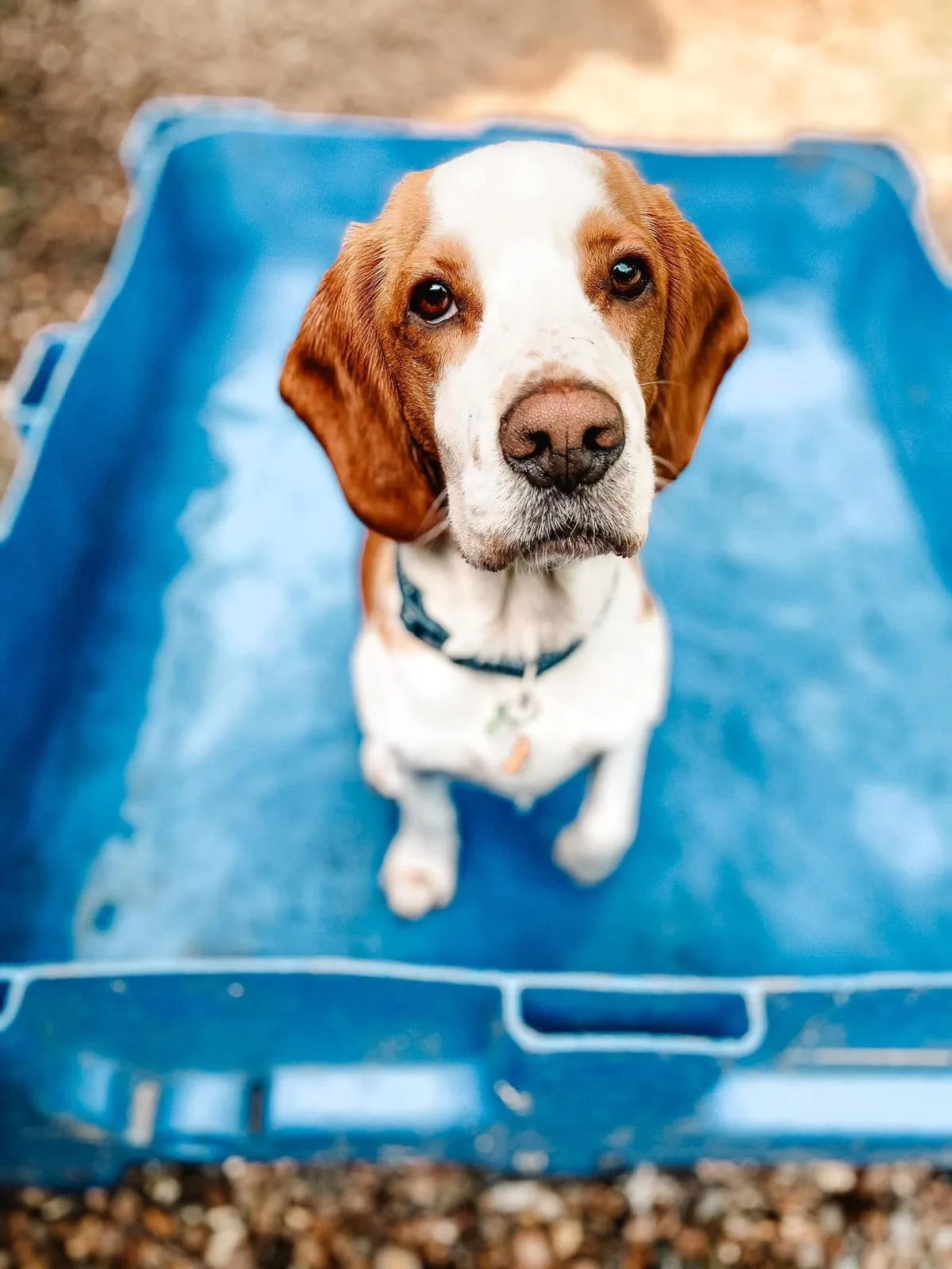 Harvey, a lively beagle, enjoying his playtime at Daily Dog Digs in Rusper