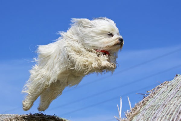 Havanese dog with a playful expression and a long, silky coat.