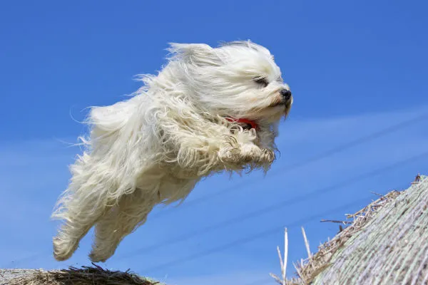 Havanese dog with long, silky fur playing outdoors