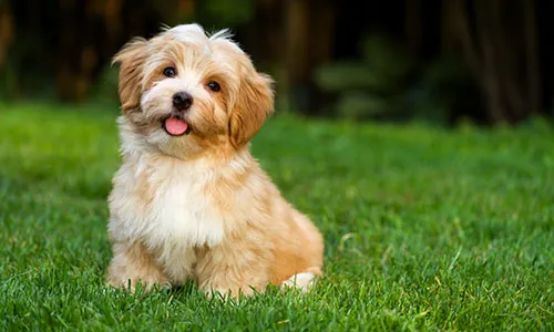 Havanese, the only dog breed native to Cuba, a cheerful small dog with a spring in its step and a glossy, low-shedding coat, popular with city dwellers.