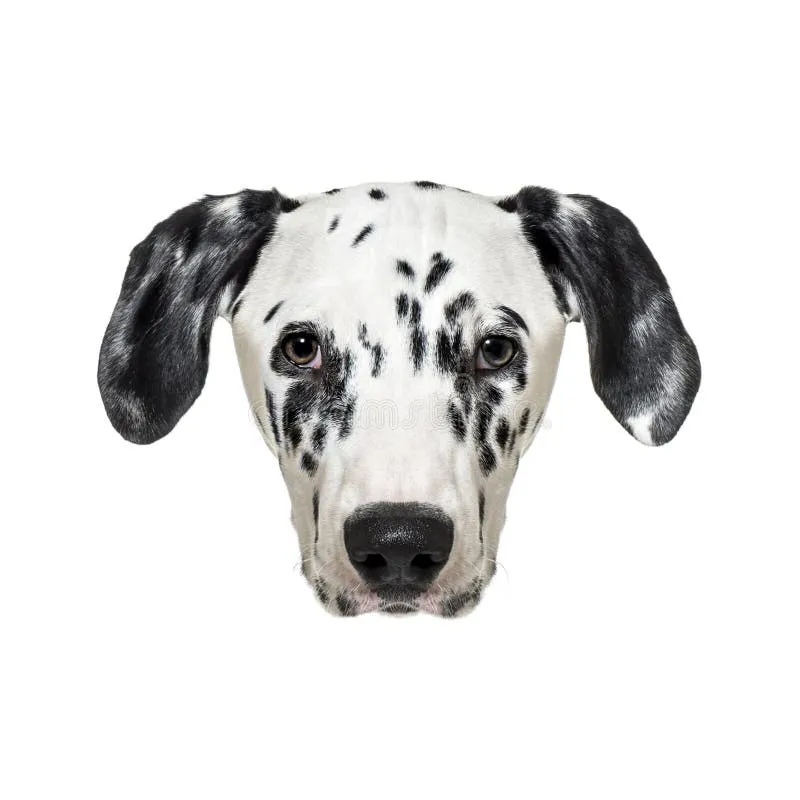 Headshot of a beautiful Dalmatian with a friendly expression, showcasing its black spotted face.