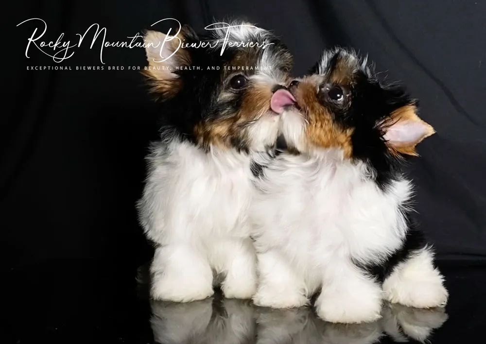 Healthy Biewer Terrier puppies playing