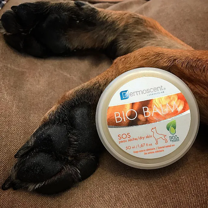 Healthy paw pad of a dog, possibly Meiko, showcasing the results of Dermoscent BIO BALM protection for active dogs.