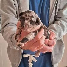 Healthy Toy Poodle puppy looking playful