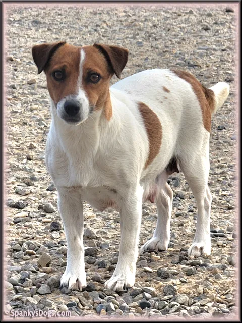 Heidi, a white and tri-color smooth coat JRT mom