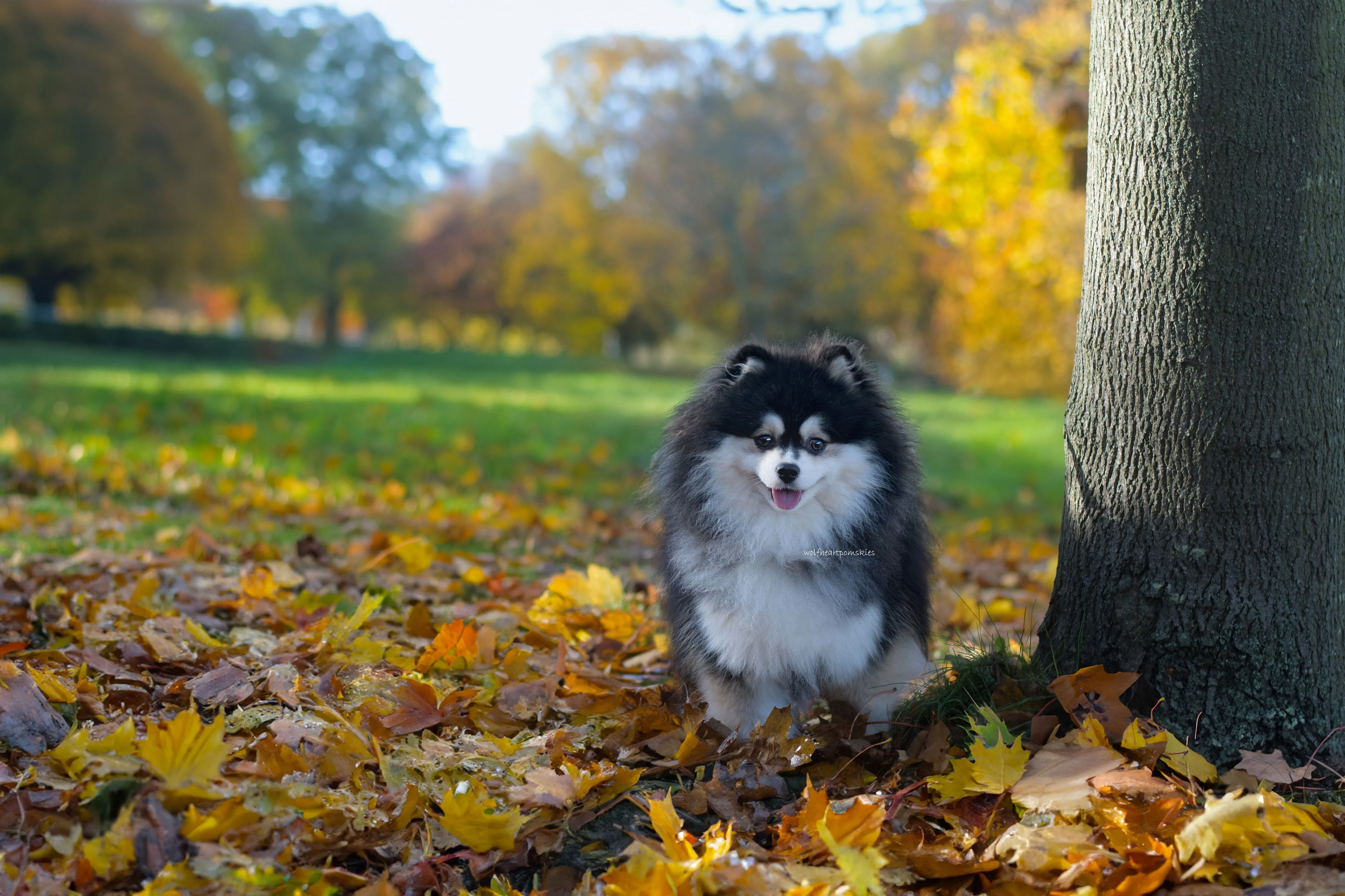 Hendrix, a small toy-sized Pomsky, posing on a patterned blanket, representing the smaller end of the Pomsky size spectrum.