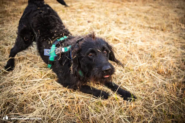 Henry, an energetic dog, eagerly observes his surroundings from an open window in his bike trailer.